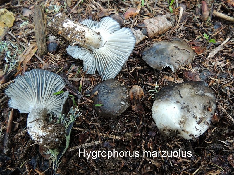 Hygrophorus marzuolus-amf942.jpg - Hygrophorus marzuolus - Nom français: Hygrophore de mars, Charbonnier de printemps
